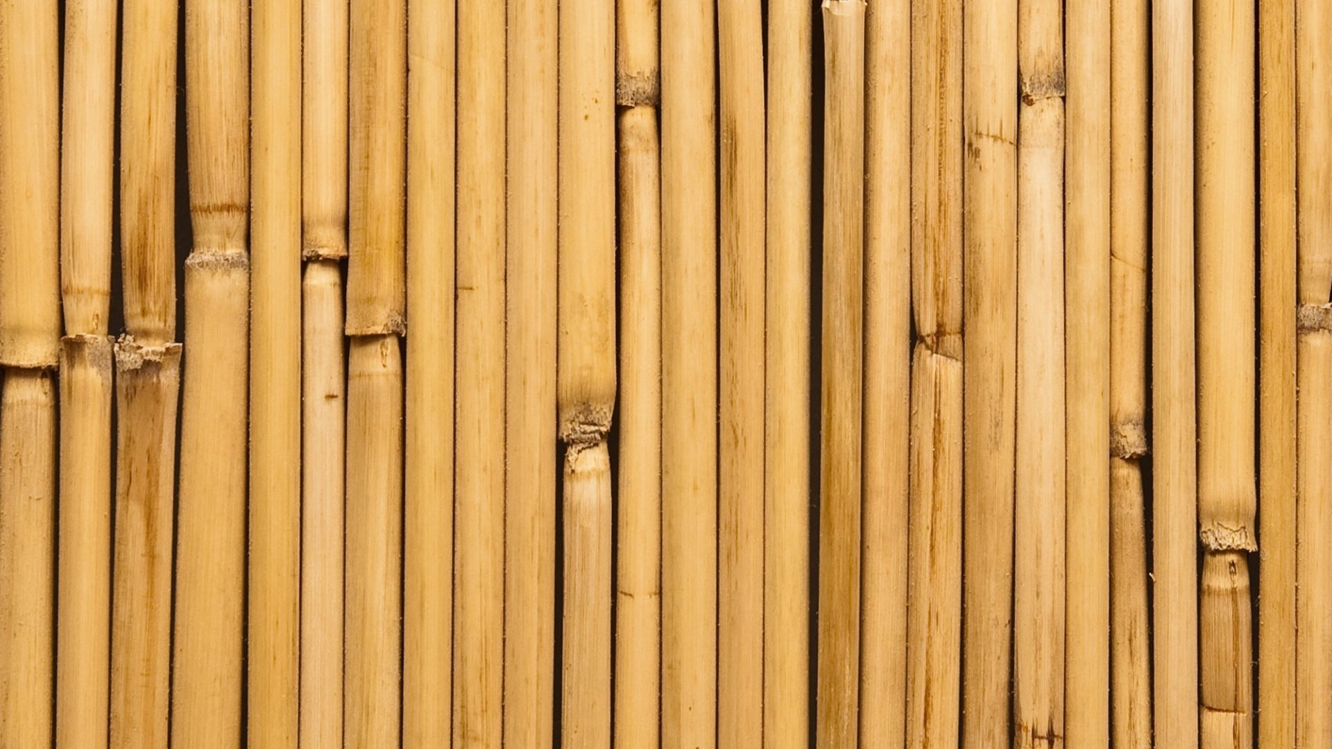 ALAÇATI BAMBU DEKORASYON, BAMBU DEKORASYON ALAÇATI, YAPAY BAMBU DEKORASYON ALAÇATI, ALAÇATI HASIR BAMBU DEKORASYON, HASIR BAMBU DEKORASYON ALAÇATI, ALAÇATI YAPAY BAMBU DEKORASYON, ALAÇATI BAMBU EV DEKORASYON, BAMBU EV DEKORASYON ALAÇATI